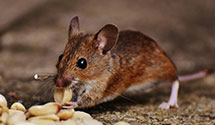 24 Hour & Emergency Exterminators in Qvc Network Inc, PA